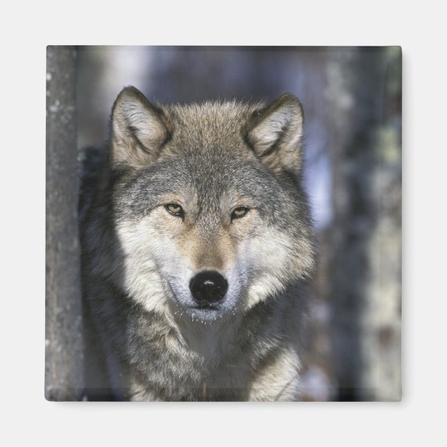Nordamerika, USA, Minnesota. Varg Canis Magnet (Framsidan)