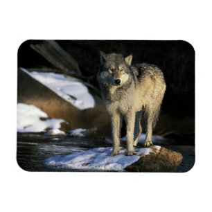 Nordamerika, USA, Minnesota. Varg (Canis Magnet
