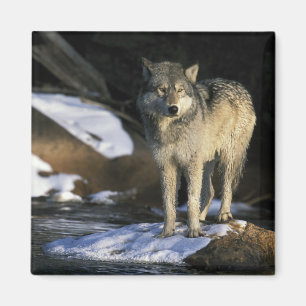Nordamerika, USA, Minnesota. Varg (Canis Magnet
