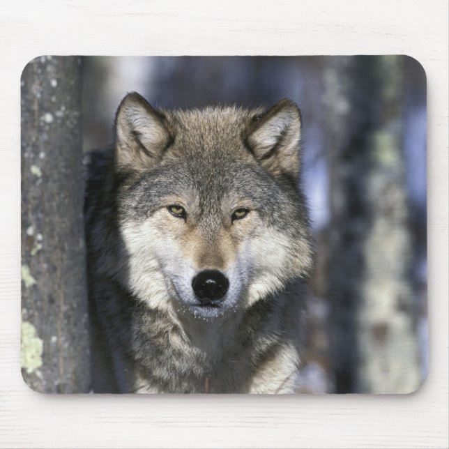 Nordamerika, USA, Minnesota. Varg Canis Musmatta (Framsidan)