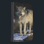 Nordamerika, USA, Minnesota. Varg (Canis) Plånboksfodral<br><div class="desc">COPYRIGHT Gavriel Jecan / DanitaDelimont.com | US24 GJE0019.jpg | Nordamerika,  Förenta staterna,  Minnesota. Varg (Canis lupus)</div>