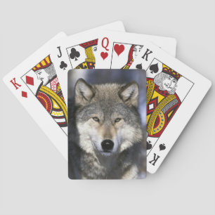 Nordamerika, USA, Minnesota. Varg Canis Spel Kort
