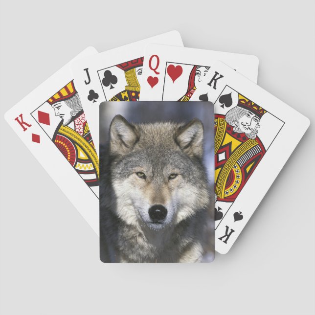 Nordamerika, USA, Minnesota. Varg Canis Spel Kort (Baksidan)