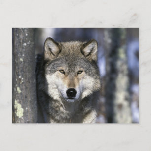 Nordamerika, USA, Minnesota. Varg Canis Vykort