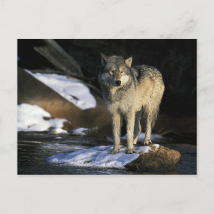 Nordamerika, USA, Minnesota. Varg (Canis Vykort