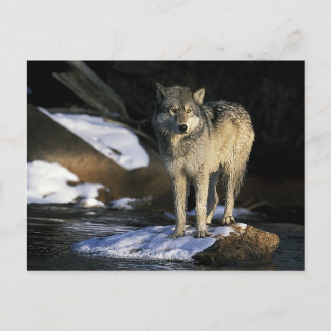 Nordamerika, USA, Minnesota. Varg (Canis) Vykort (Framsida)