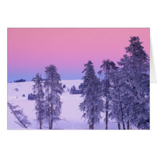 Nordamerika, USA, Montana, Yellowstone Hälsningskort