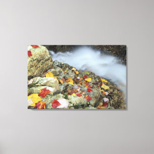 Nordamerika, USA, NH, Fall in New England. Canvastryck