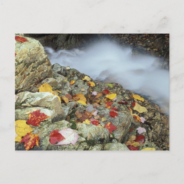 Nordamerika, USA, NH, Höst i New England. Vykort (Framsida)