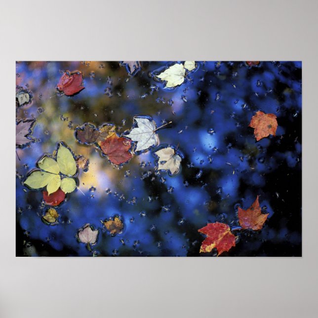 Nordamerika, USA, NH, Lämnar i en damm nästa Poster (Framsidan)