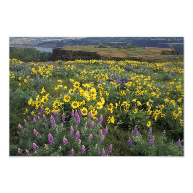 Nordamerika, USA, Oregon, Columbia River 2 Fototryck (Framsidan)