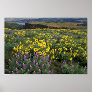 Nordamerika, USA, Oregon, Columbia River Poster