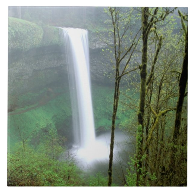 Nordamerika, USA, Oregon, Silver Falls State Kakelplatta (Framsidan)