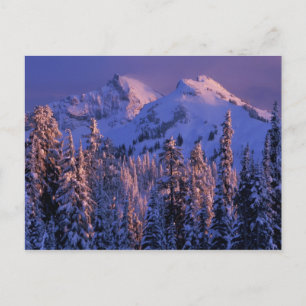 Nordamerika, USA, Washington, Mt. Rainier 4 Vykort