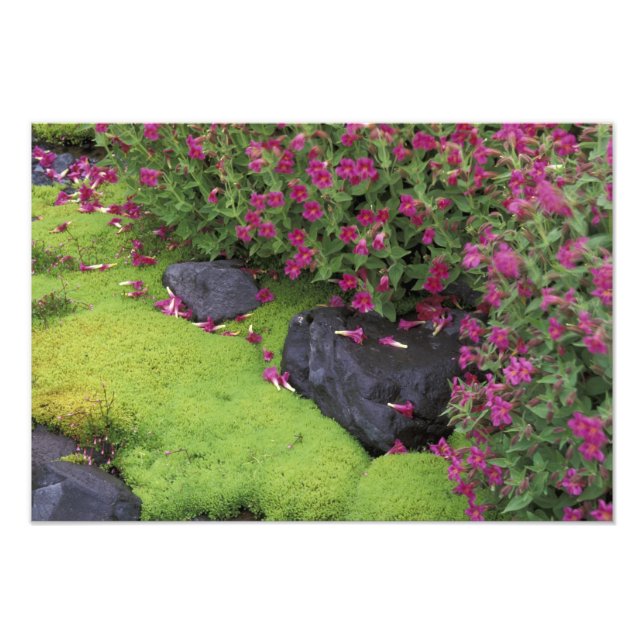 Nordamerika, USA, Washington, Mt Rainier Fototryck (Framsidan)