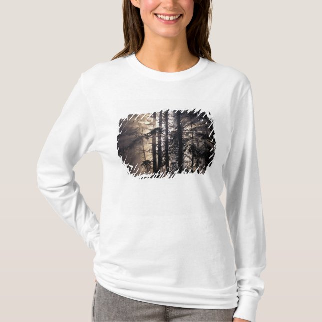 Nordamerika, USA, Washington, Olympic NF, Tee (Framsida)