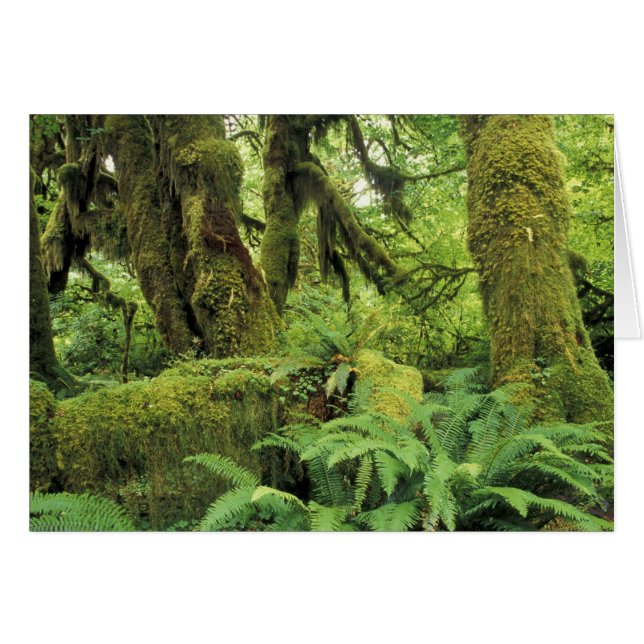 Nordamerika, USA, Washington, Olympiska spelen 3 Hälsningskort (Framsidan Horizontal)