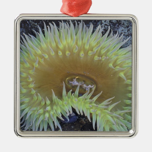 Nordamerika, USA, Washington, Olympiska spelen 4 Julgransprydnad Metall (Framsidan)