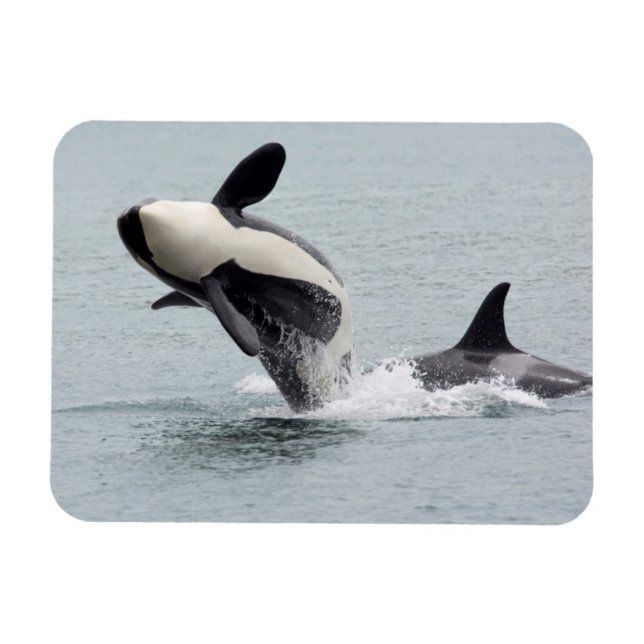 Nordamerika, USA, Washington, San Juan Magnet (Horisontell)