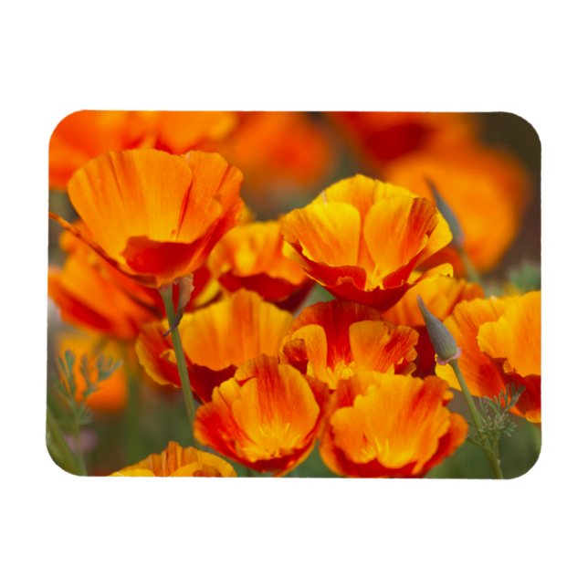 Nordamerika, USA, Washington, Seattle Magnet (Horisontell)