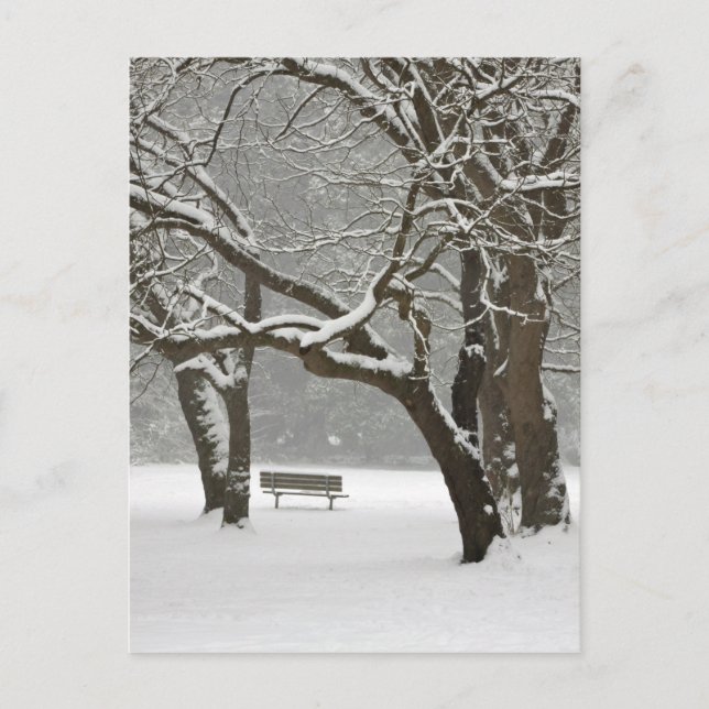 Nordamerika, USA, Washington, Seattle, Snö 2 Vykort (Framsida)