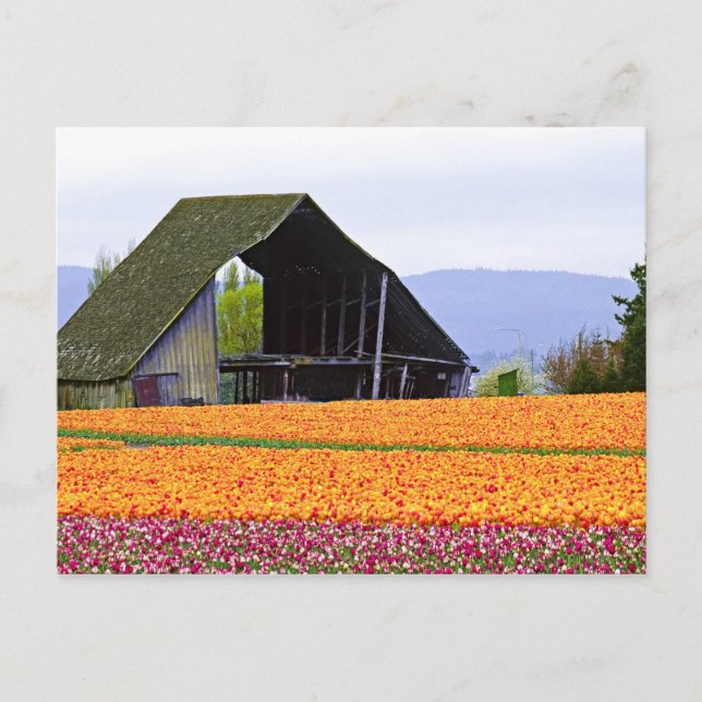 Nordamerika, USA, Washington, Skagit Valley. 2 Vykort (Framsida)