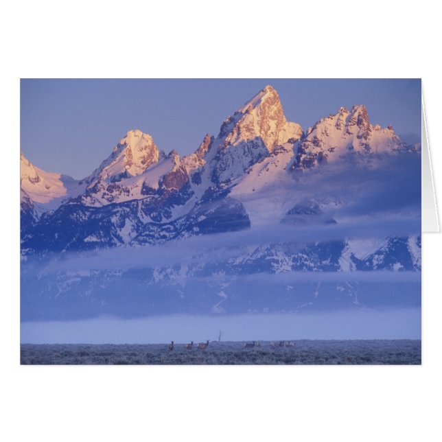 Nordamerika, USA, Wyoming, Grand Teton NP, 2 Hälsningskort (Framsidan Horizontal)