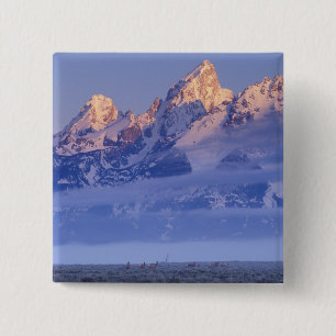 Nordamerika, USA, Wyoming, Grand Teton NP, 2 Knapp