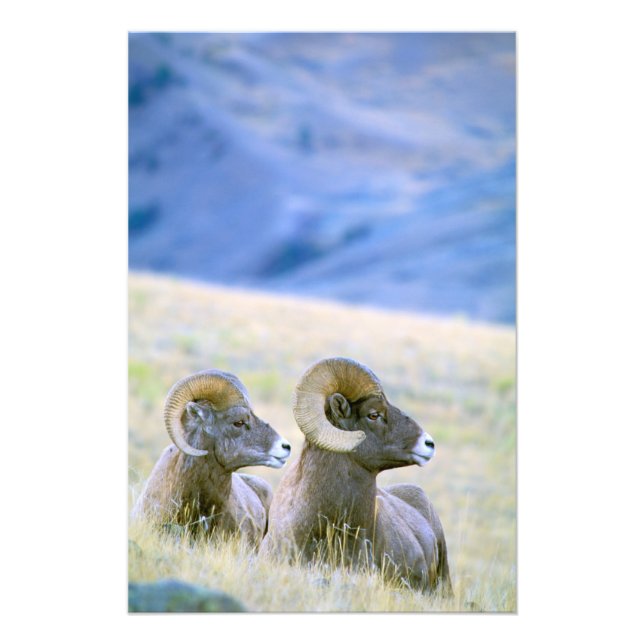 Nordamerika, USA, Wyoming, Yellowstone 2 Fototryck (Framsidan)