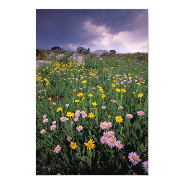 Nordamerika, USA, Wyoming, Yellowstone 2 Fototryck (Framsidan)