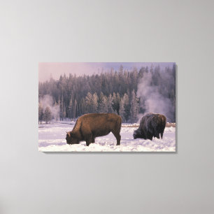 Nordamerika, USA, Wyoming, Yellowstone NP, Canvastryck