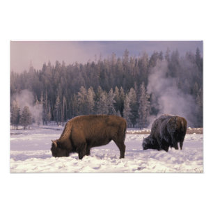 Nordamerika, USA, Wyoming, Yellowstone NP, Fototryck