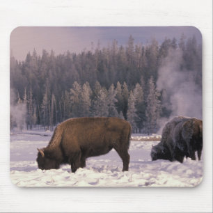 Nordamerika, USA, Wyoming, Yellowstone NP, Musmatta
