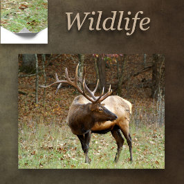 Nordamerikansk Elk Poster