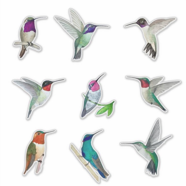 Nordamerikansk Hummingbird Sticker Klistermärken (Framsida)