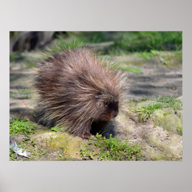 Nordamerikansk porcupin poster (Framsidan)