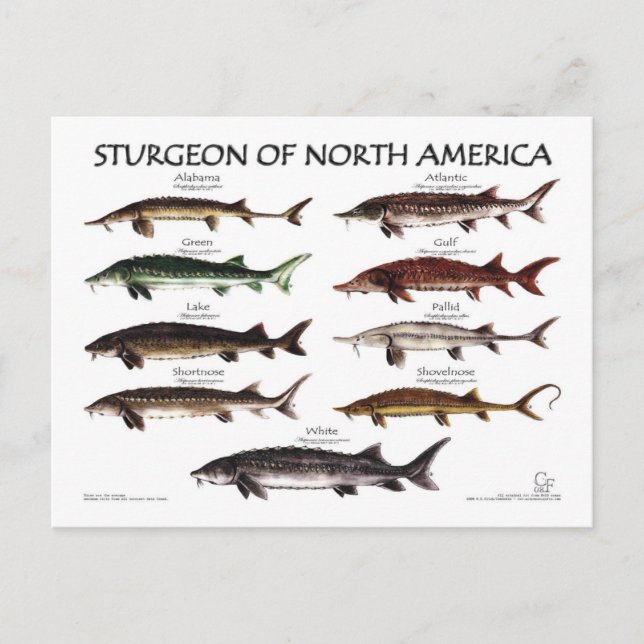 Nordamerikansk Sturgeon-White Poster-Postcard Vykort (Framsida)