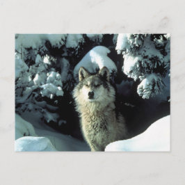 Nordamerikansk timmerVarg i Snö Vykort