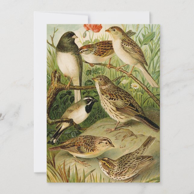 Nordamerikanska fåglar | Gustav Mü tzel (Framsida)