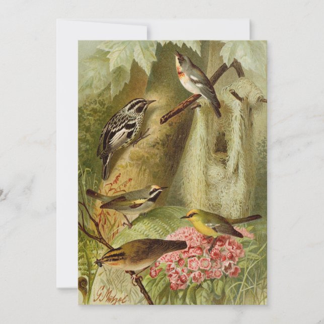 Nordamerikanska fåglar | Gustav Mü tzel Card (Framsida)