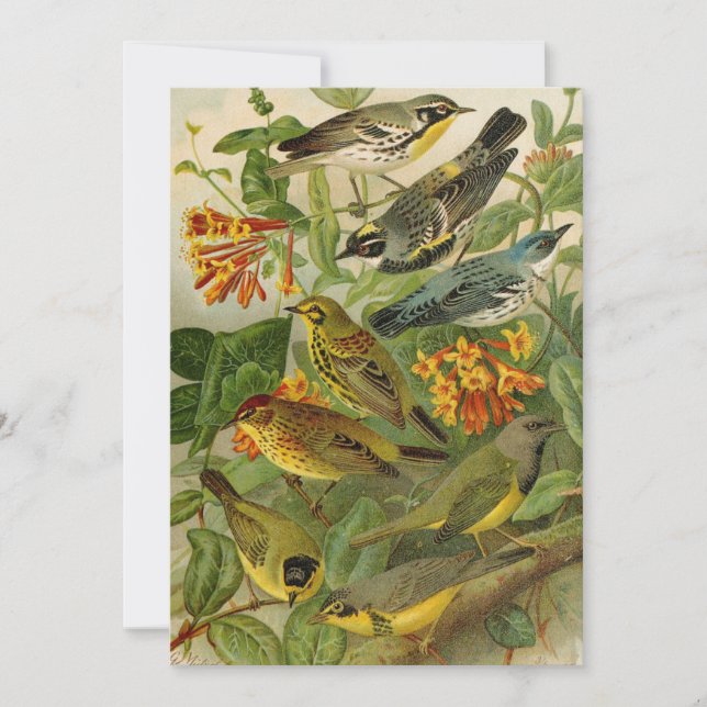 Nordamerikanska fåglar | Gustav Mü tzel Card (Framsida)