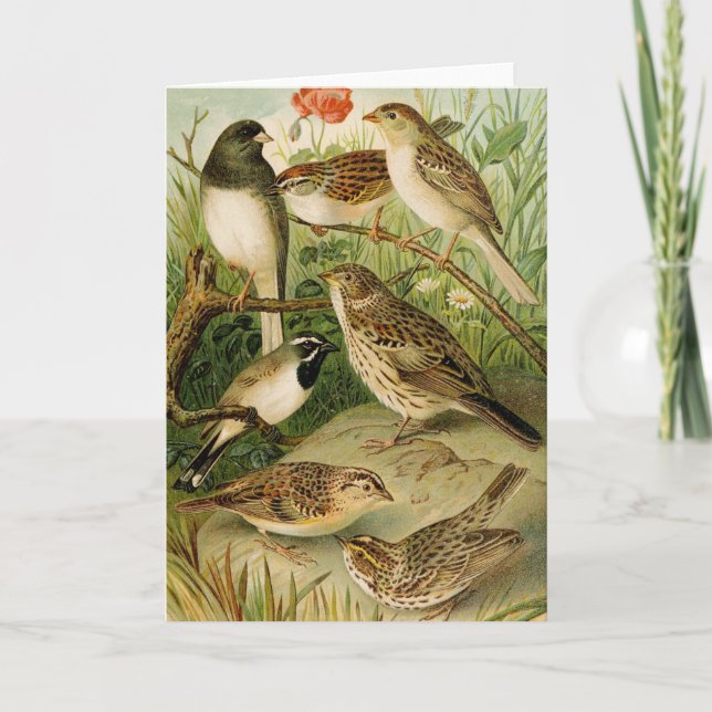 Nordamerikanska fåglar | Gustav Mü tzel Kort (Framsida)