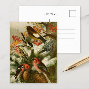 Nordamerikanska fåglar Gustav Mü tzel Postcard Vykort
