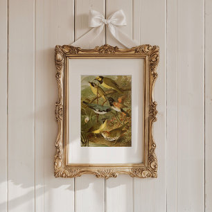 Nordamerikanska fåglar   Gustav Mü tzel Poster