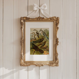 Nordamerikanska fåglar   Gustav Mü tzel Poster