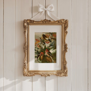 Nordamerikanska fåglar   Gustav Mü tzel Poster