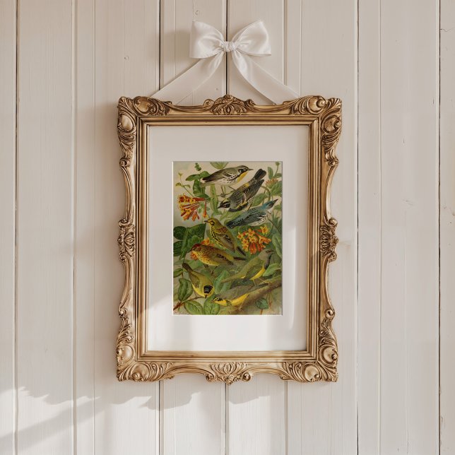 Nordamerikanska fåglar | Gustav Mü tzel Poster (Skapare uppladdad)