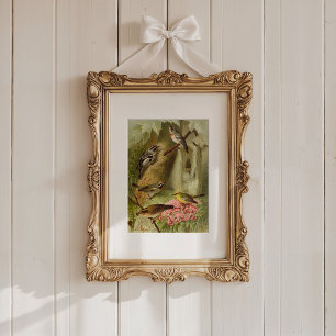 Nordamerikanska fåglar   Gustav Mü tzel Poster