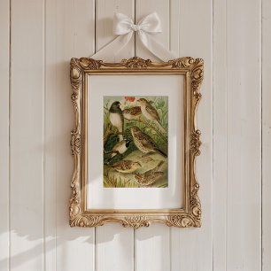 Nordamerikanska fåglar   Gustav Mü tzel Poster