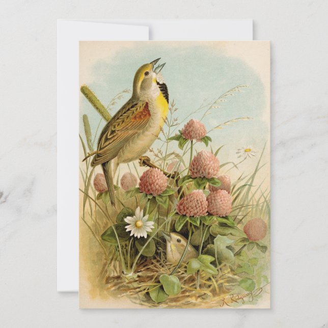 Nordamerikanska fåglar | Robert Ridgway (Framsida)